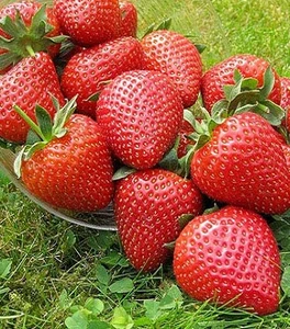 Полуниця Полуниця