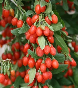 Годжі Годжі