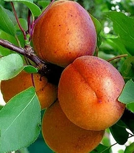 Абрикос Абрикос