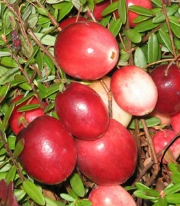 Журавлина(Клюква) Журавлина(Клюква)