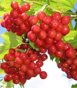 Калина Калина