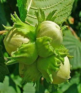 Фундук/Ліщина Фундук/Ліщина