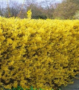 Форзиції Форзиції