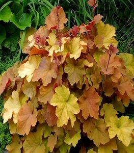 Гейхери Гейхери