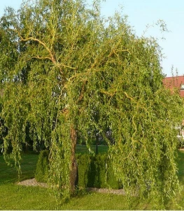 Верби Верби