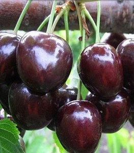 Черешня Черешня