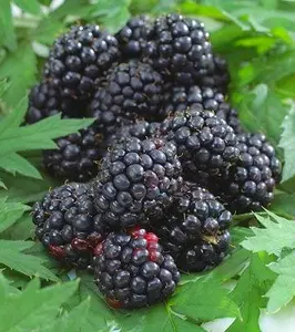 Ожина Ожина