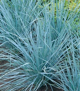 Leymus (Колосняк) Leymus (Колосняк)