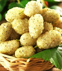 Шовковиця Шовковиця