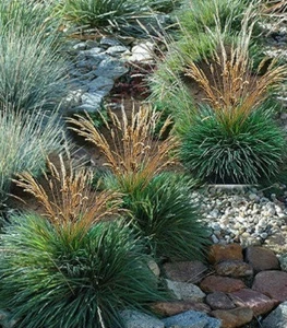 Koeleria (Келерія) Koeleria (Келерія)