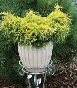 Ялівці Ялівці