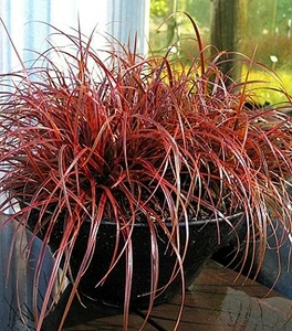 Uncinia (Унцінія) Uncinia (Унцінія)