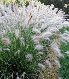 Pennisetum Pennisetum