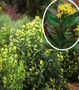 Діервілла Діервілла