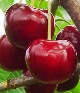 Вишня Вишня