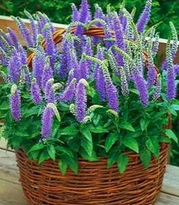 Вероніка(Veronica) Вероніка(Veronica)