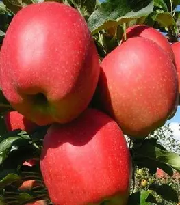 Яблуні Яблуні