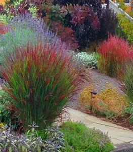 Panicum (Просо) Panicum (Просо)