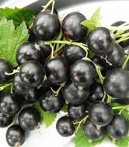 Смородина Смородина