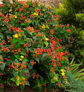 Звіробій Звіробій