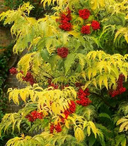 Бузина Бузина