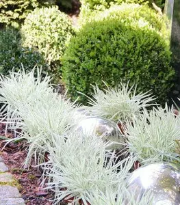 Holcus (Бухарник мякий) Holcus (Бухарник мякий)