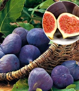 Інжир(фікус) Інжир(фікус)