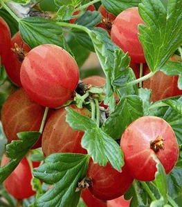 Агрус(крыжовник) Агрус(крыжовник)