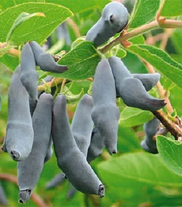 Жимолость їстівна Жимолость їстівна