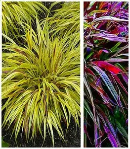 Hakonechloa Hakonechloa