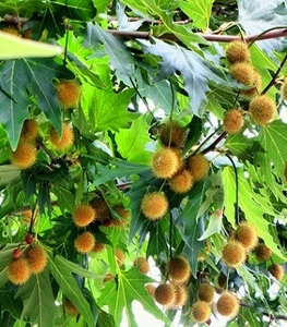 Платан Платан