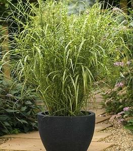 Miscanthus Miscanthus