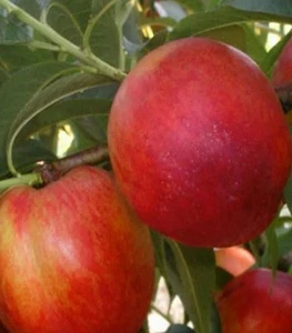 Нектарин Нектарин