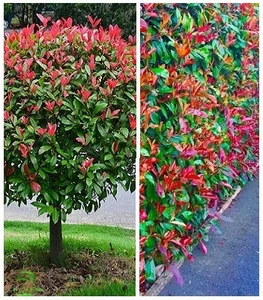 Фотінія Фотінія