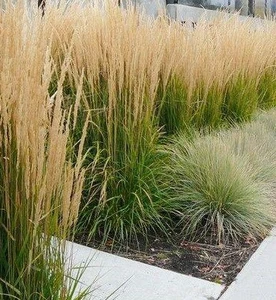 Куничник Куничник