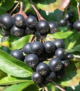 Аронії Аронії