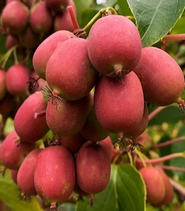 Актинідії Актинідії