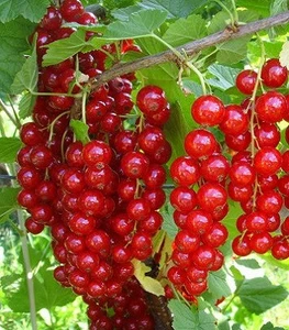 Порічки Порічки