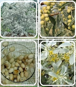 Маслинка Маслинка