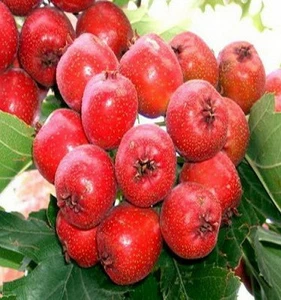 Глід їстівний Глід їстівний