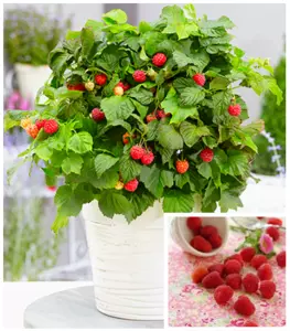 Малина Малина