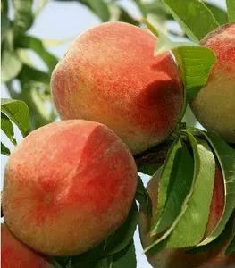 Персики Персики