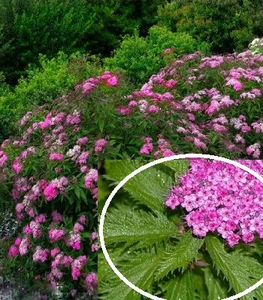 Спіреї Спіреї