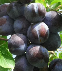 Слива Слива