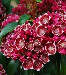 Кальмія Кальмія