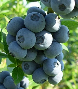 Лохина Лохина