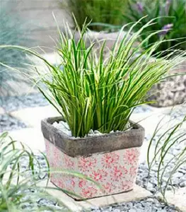 Acorus (Аір) Acorus (Аір)