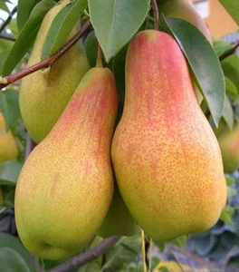 Груші Груші