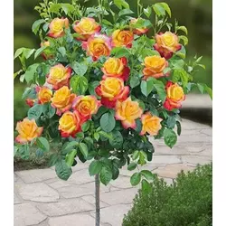 Троянда "Corso" (Привита на штамбі)