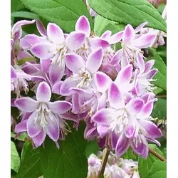 Дейція пурпурна "Kalmiiflora"